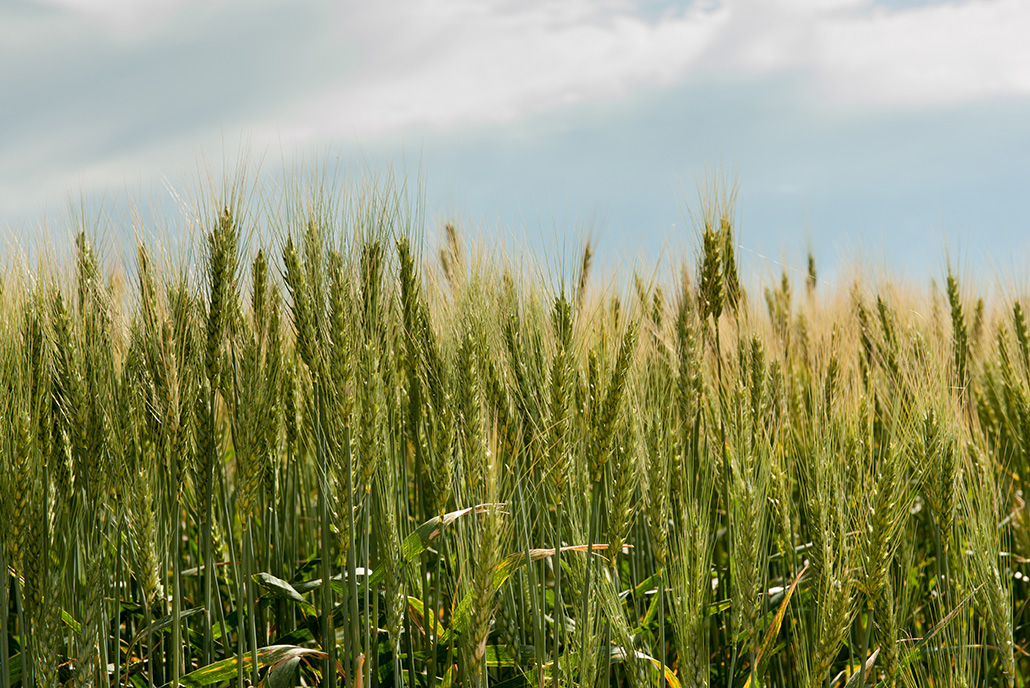 Montana Wheat Image