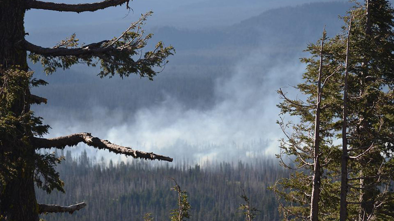 Smoke in Trees Wildfire Air Quality