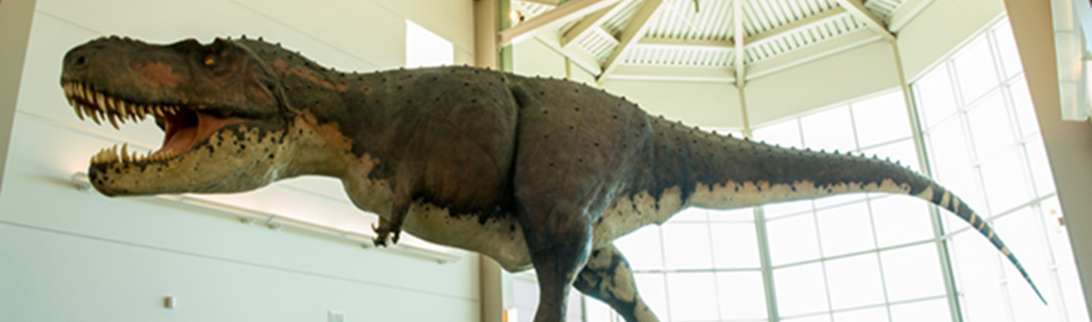 The Foundation for Montana History will use funds from Commerce’s Montana Tourism Development Grant Program for Montana Dinosaur Trail projects. Photo credit: Commerce.